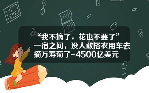 “我不摘了，花也不要了”一宿之间，没人敢搭农用车去摘万寿菊了-4500亿美元是多少钱