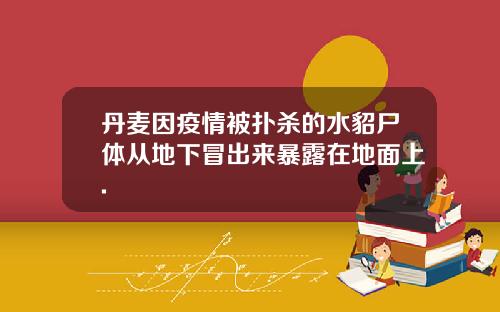 丹麦因疫情被扑杀的水貂尸体从地下冒出来暴露在地面上.